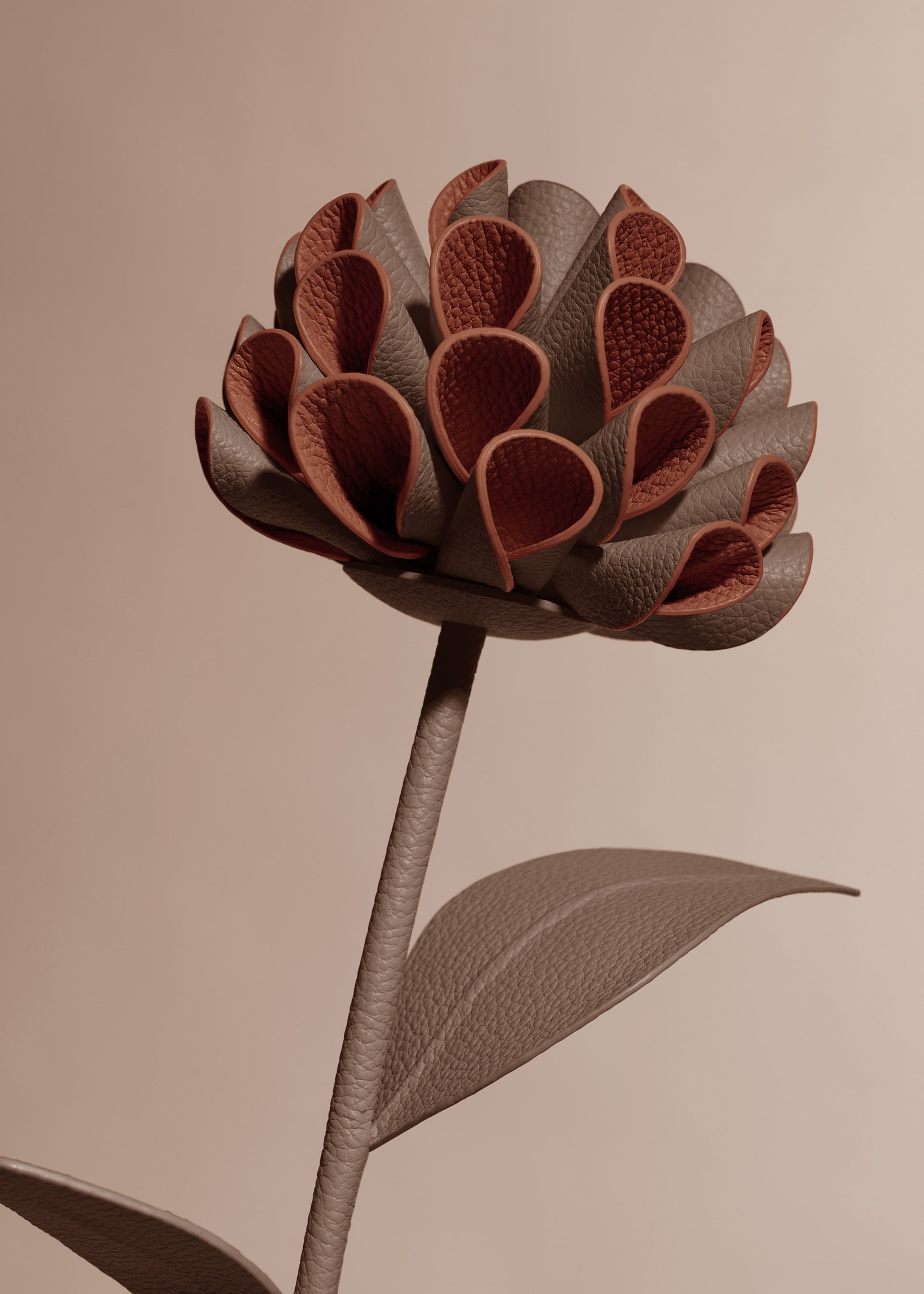 Fleur Dalium - Racine