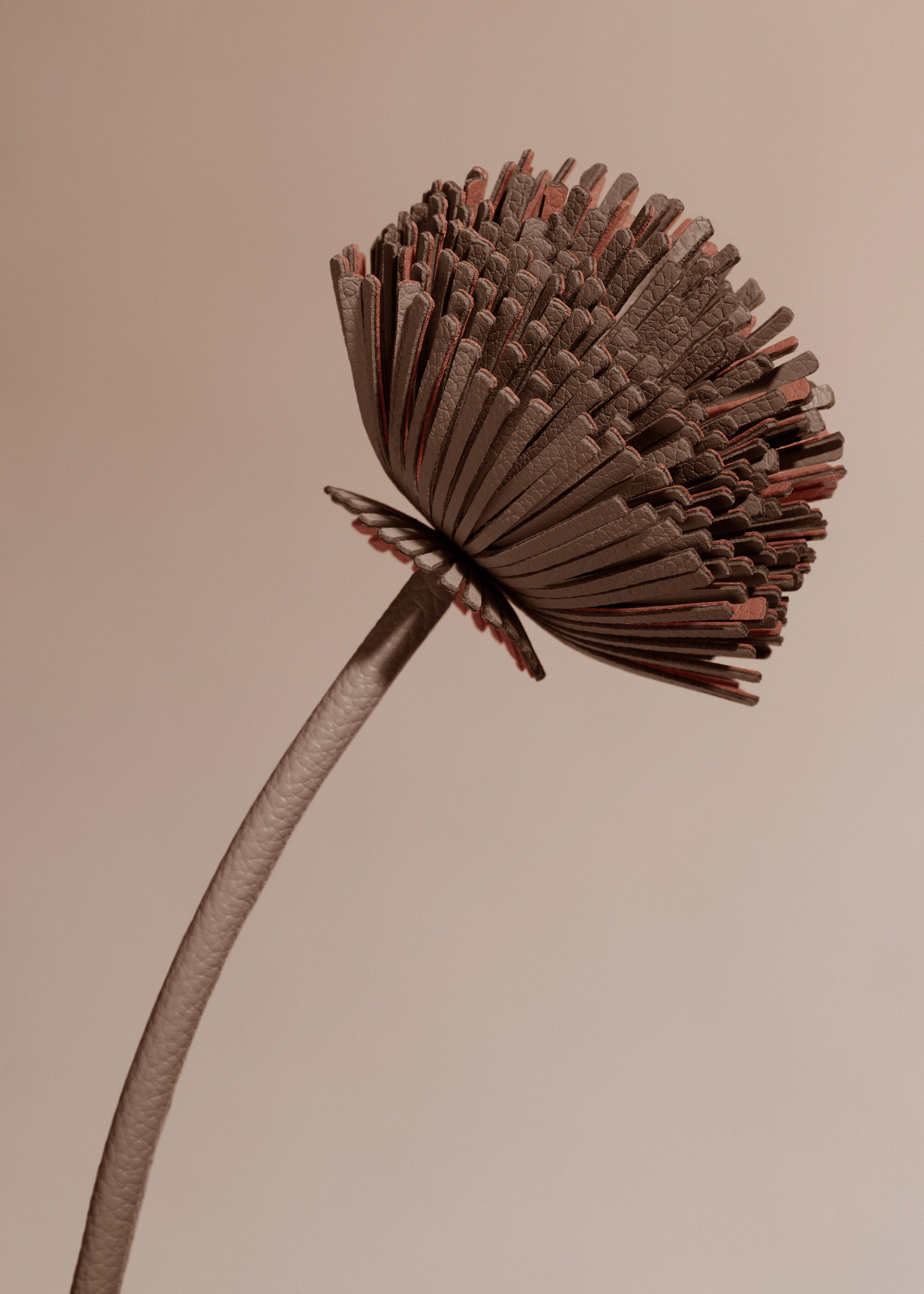 Fleur Tul - Racine